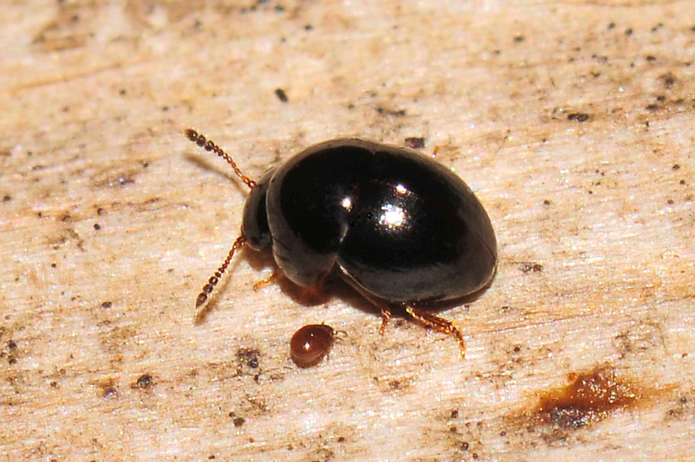 Agathidium cfr. dentatum (Leiodidae)